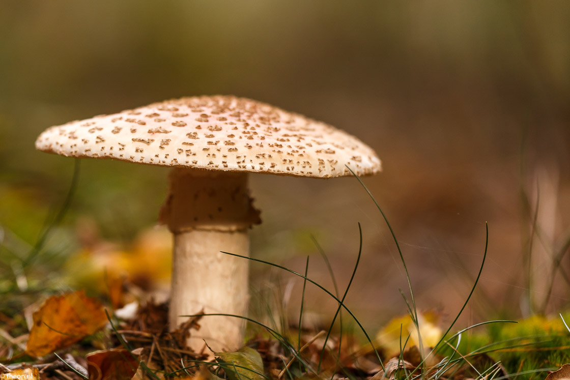 Zuilensteinse bos paddestoelen10 (1)